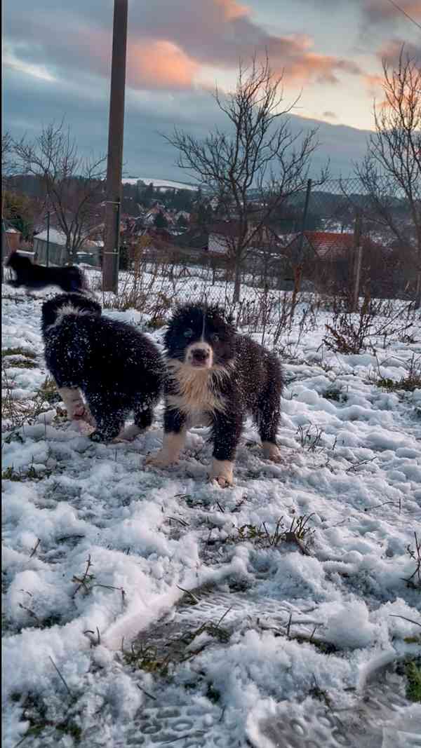 Štěňátka border kolie  - foto 3