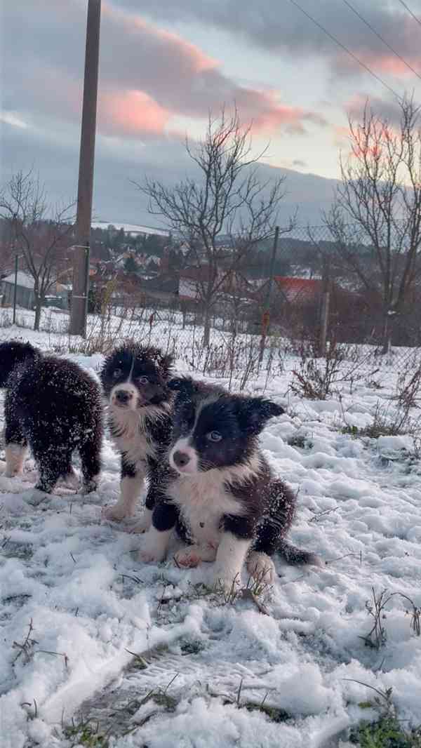 Štěňátka border kolie  - foto 1
