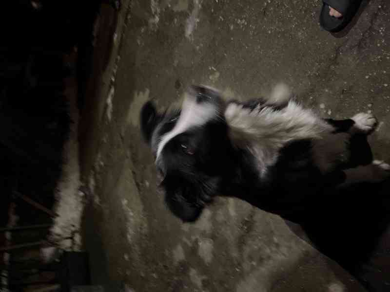 Štěňátka border kolie  - foto 13