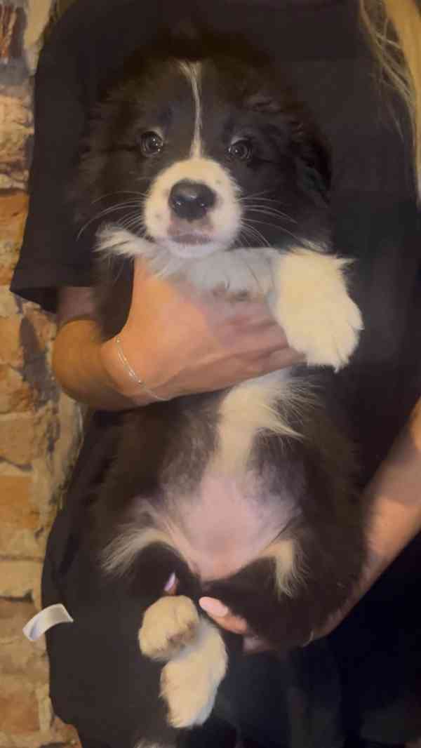 Štěňátka border kolie  - foto 10