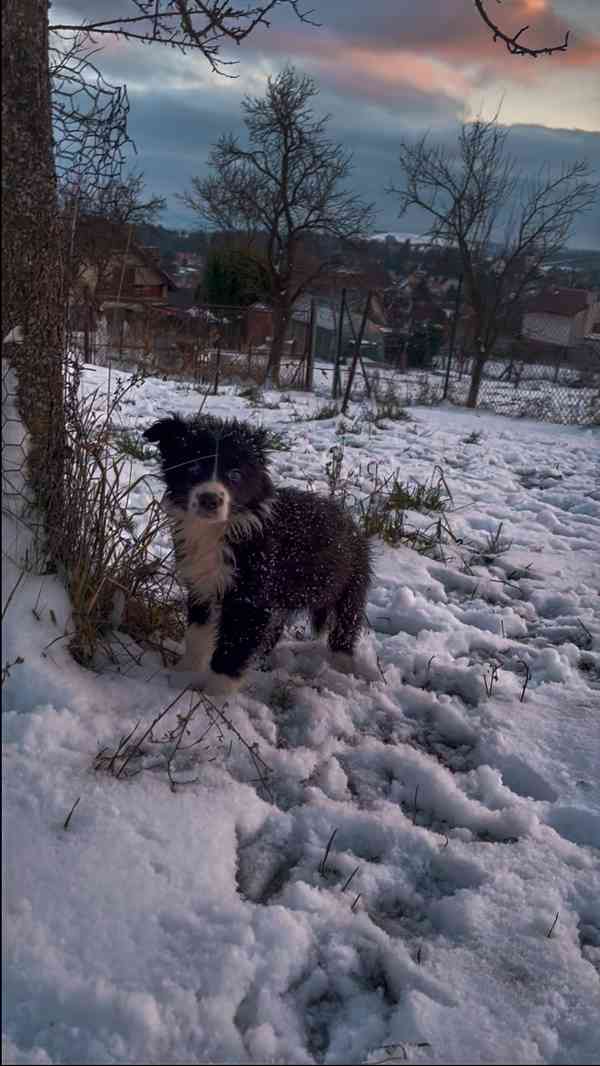 Štěňátka border kolie  - foto 4