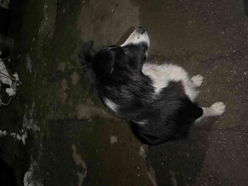 Štěňátka border kolie  - foto 14