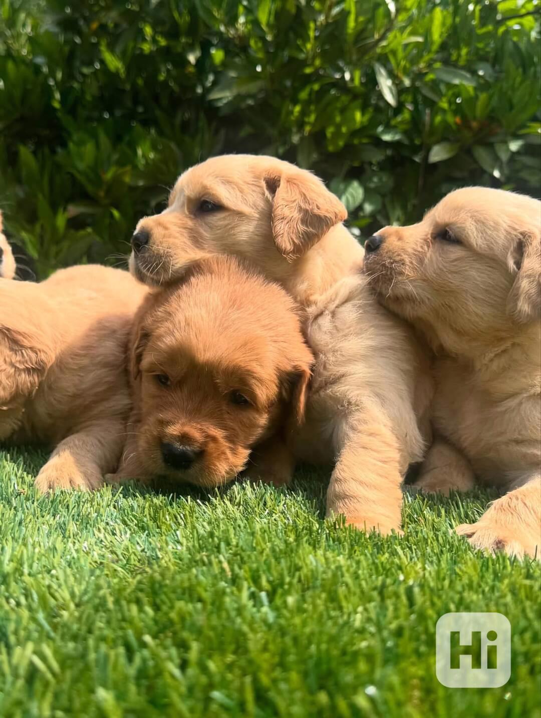 🌟🐾 Štěňata zlatého retrívra - foto 1
