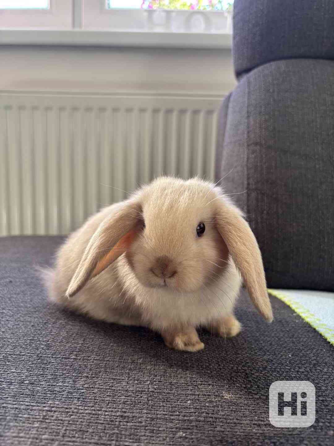 Zakrslý králík beránek  - foto 1