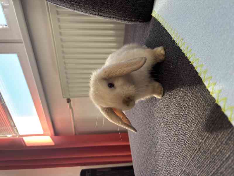 Zakrslý králík beránek  - foto 2
