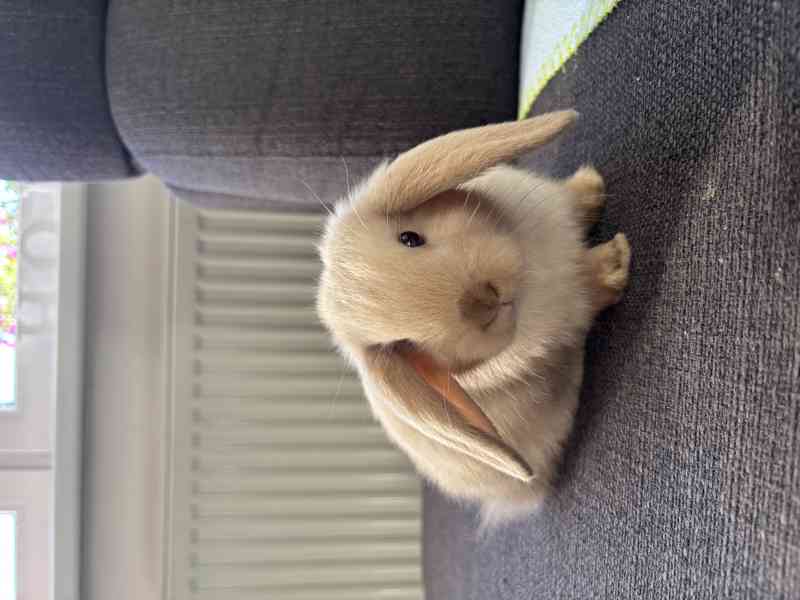 Zakrslý králík beránek - foto 1