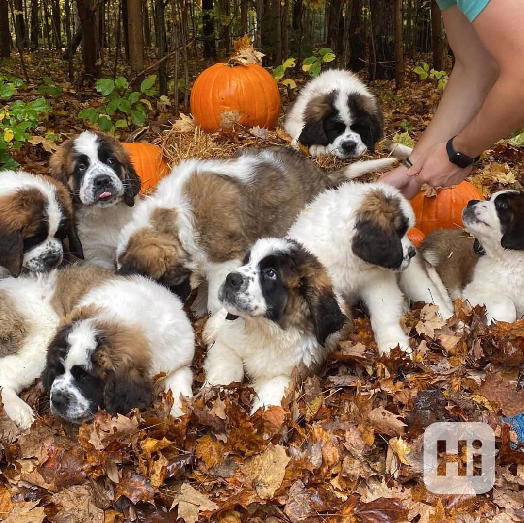 🐾 Štěňata bernardince na prodej 🐾 - foto 1
