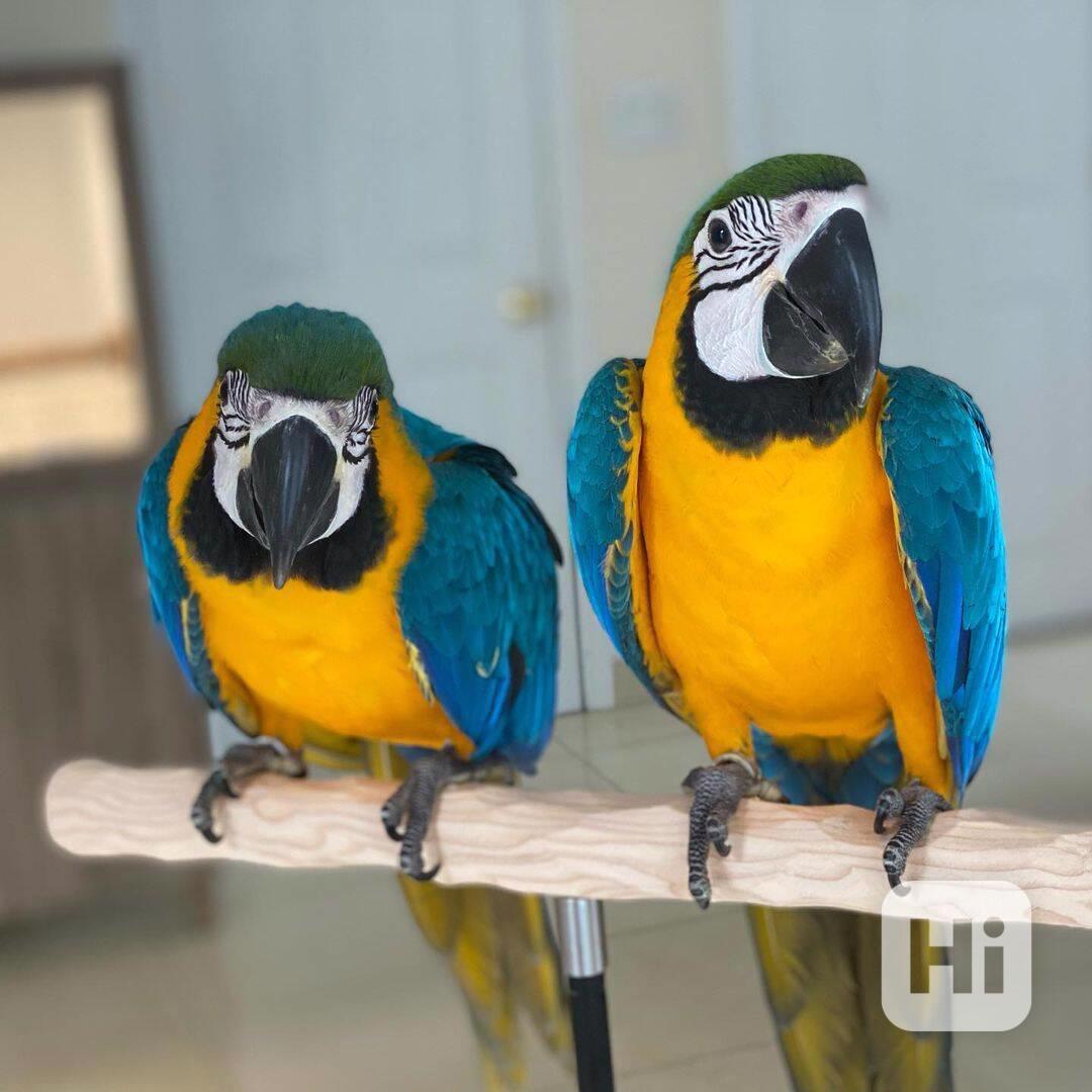 Dárek pro chytré, mluvící arové. WhatsApp: +420720249062 - foto 1