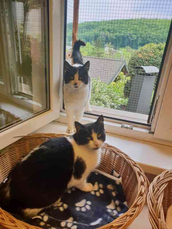 Miloučké, hladivé bíločerné kočičky Mášenka a Dášenka - foto 3