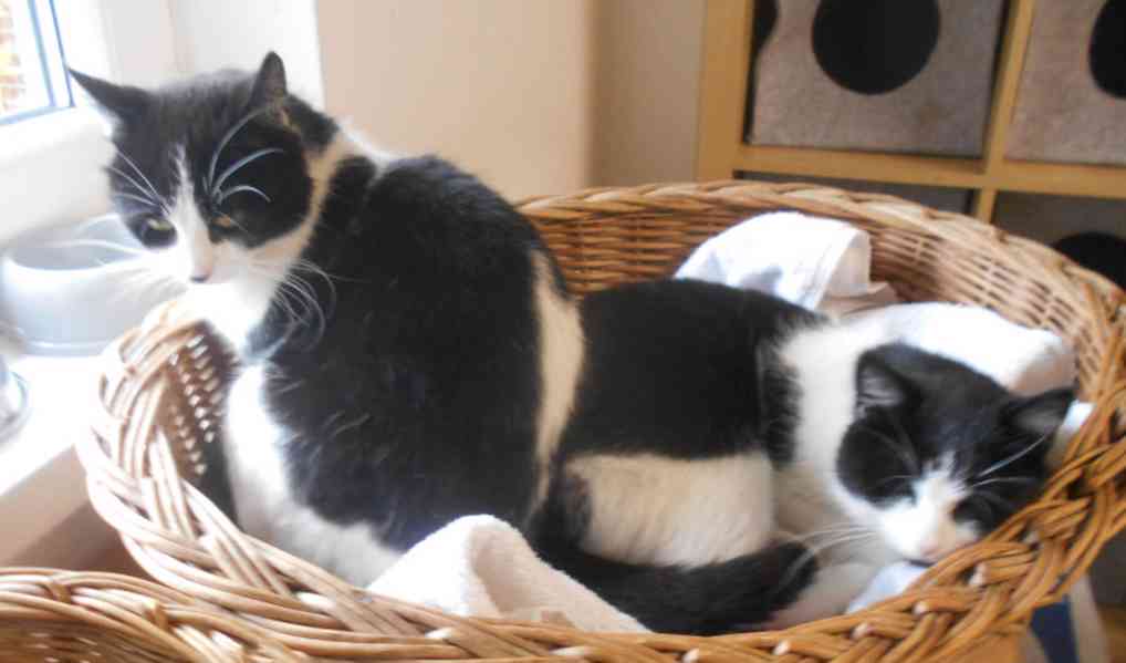 Miloučké, hladivé bíločerné kočičky Mášenka a Dášenka - foto 2