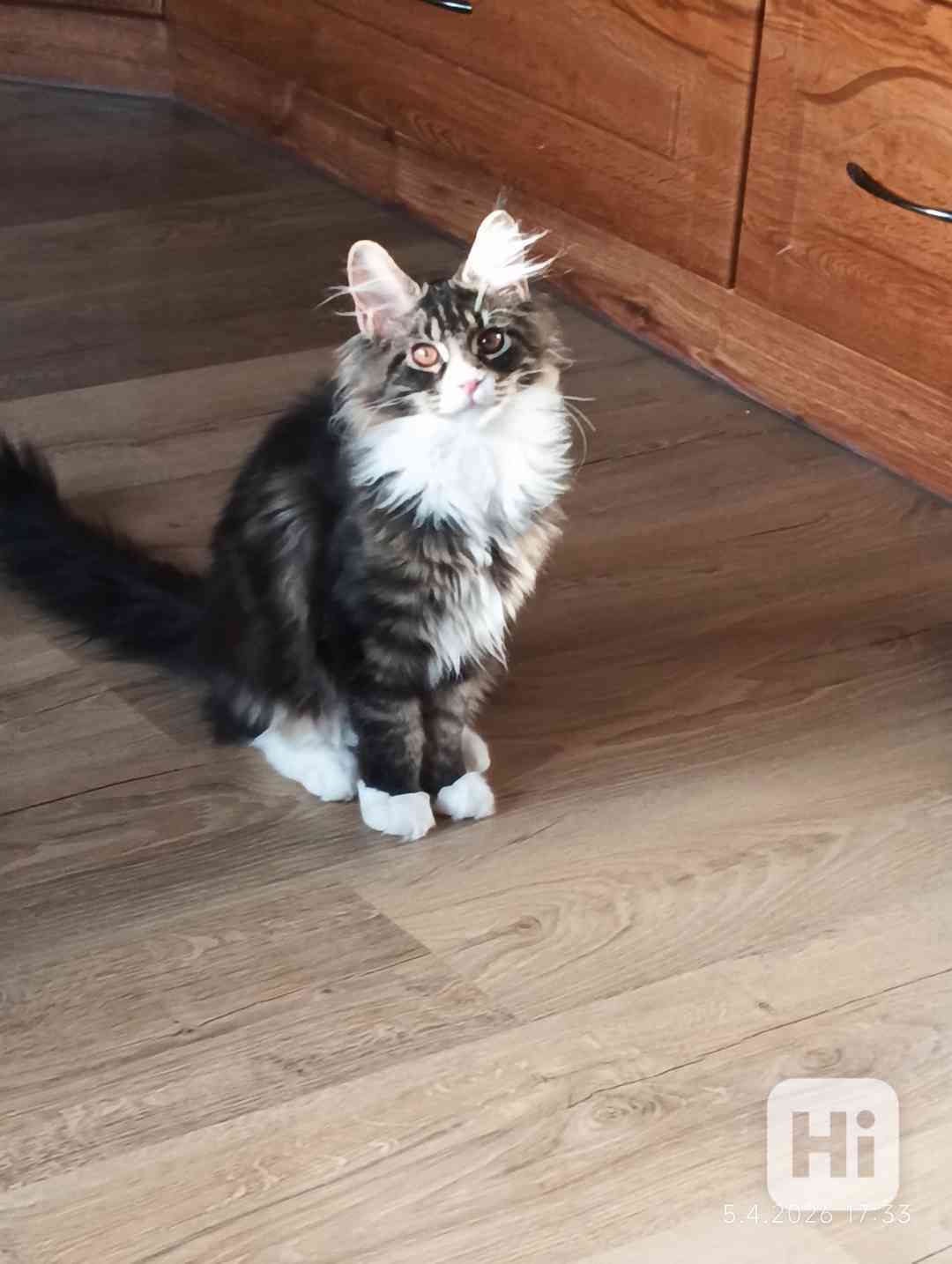 Mainská mývalí  - foto 1