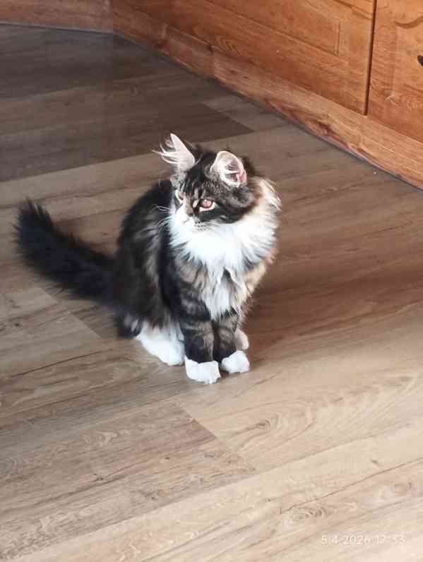 Mainská mývalí  - foto 2