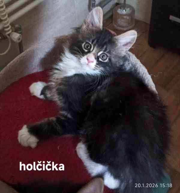 Mainská mývalí  - foto 3