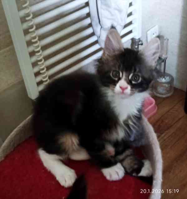 Mainská mývalí  - foto 4