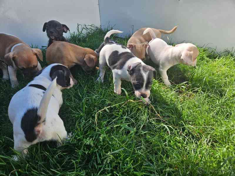 Jack russel terier - foto 8