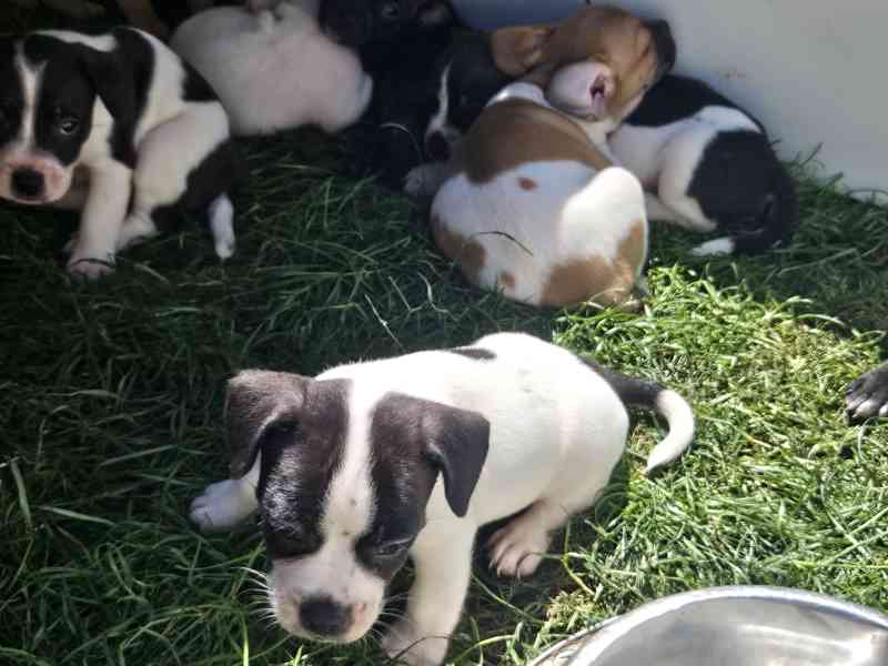 Jack russel terier - foto 12