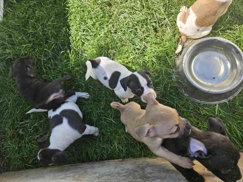 Jack russel terier - foto 13