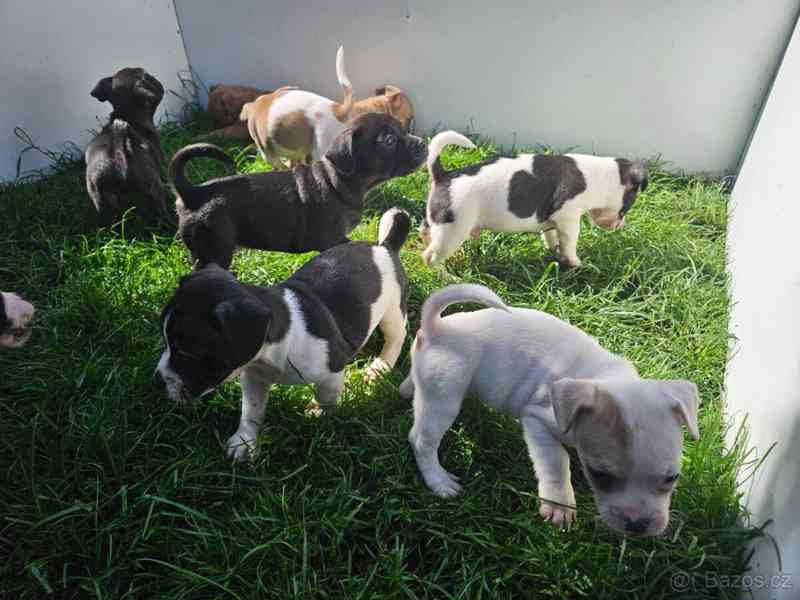Jack russel terier - foto 4