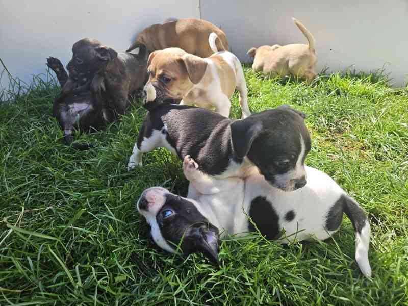 Jack russel terier - foto 14