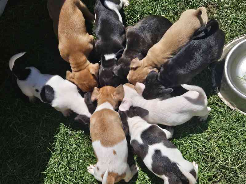 Jack russel terier - foto 1