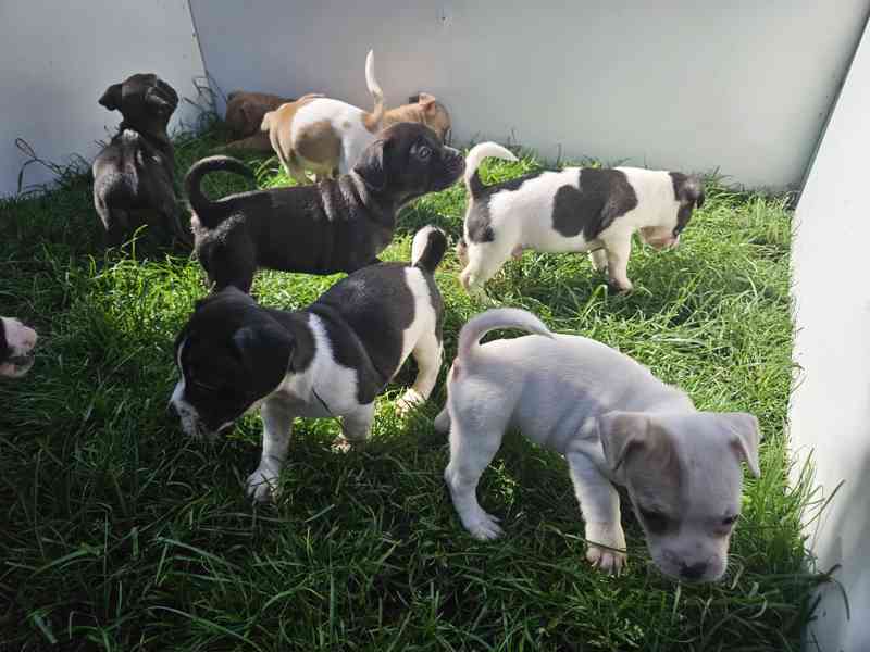 Jack russel terier - foto 10