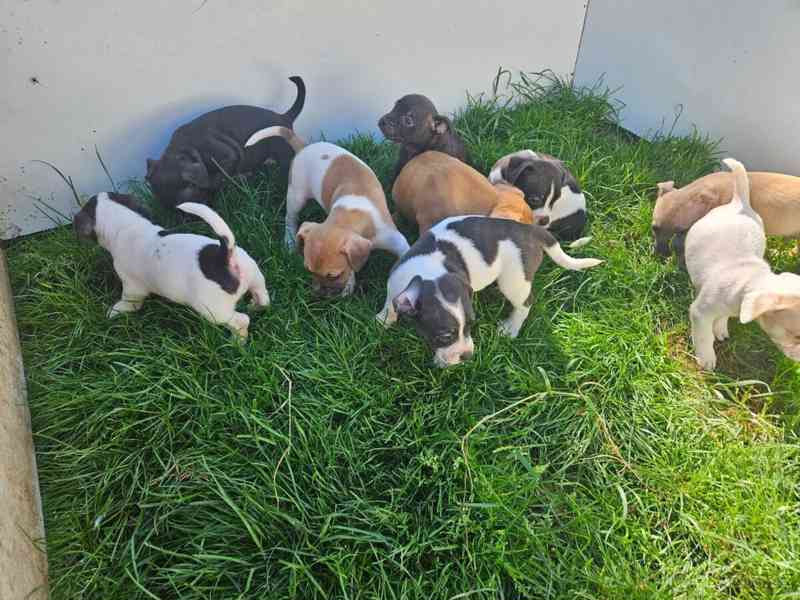 Jack russel terier - foto 5