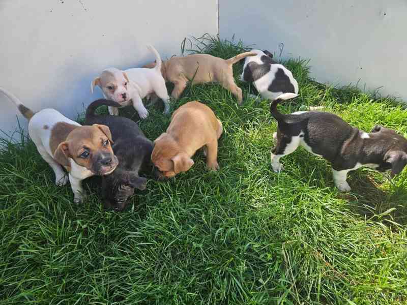 Jack russel terier - foto 11
