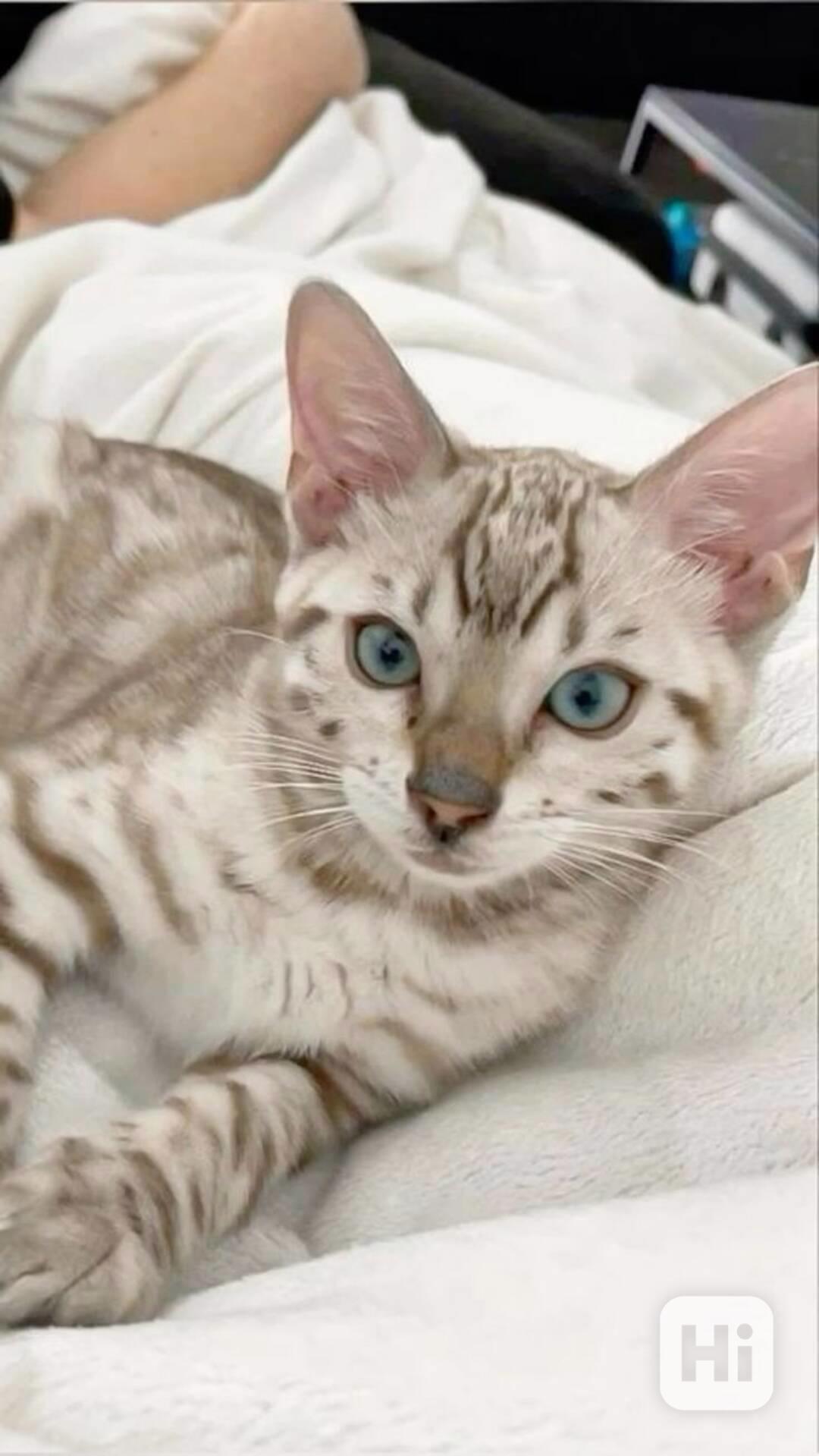 Bengalská kočka  - foto 1