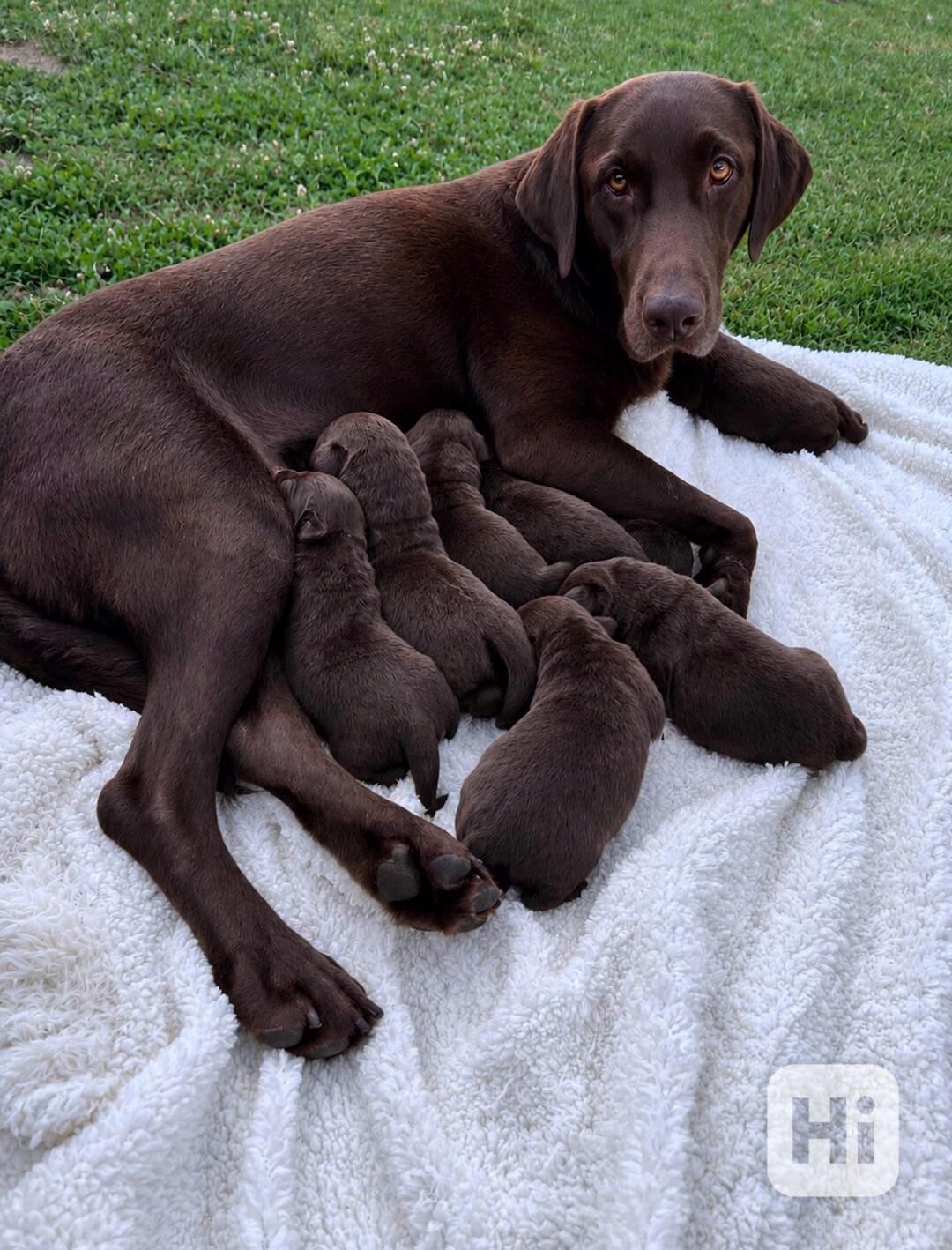 Štěňata labradora na prodej - foto 1
