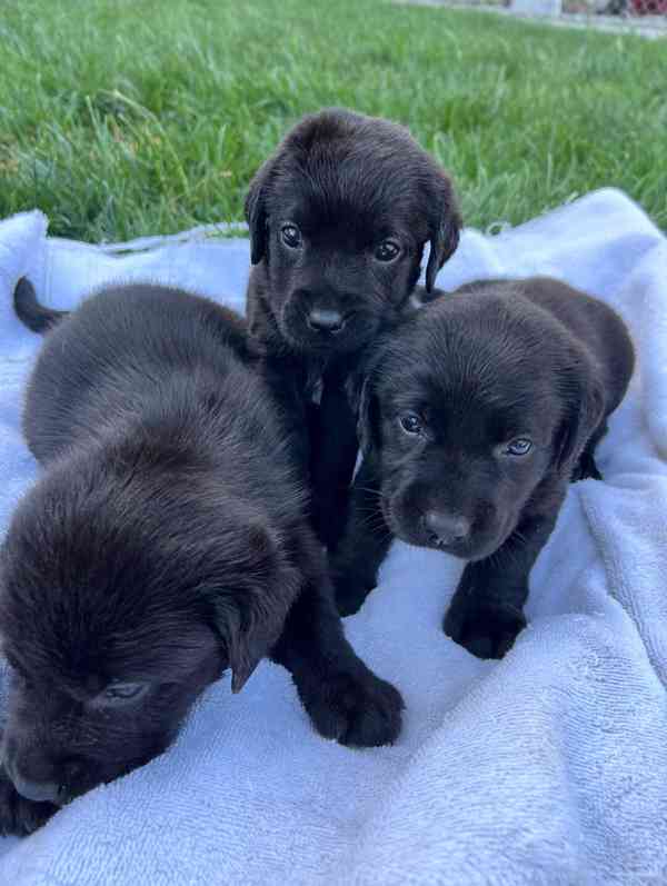 Štěňata labradora na prodej - foto 2