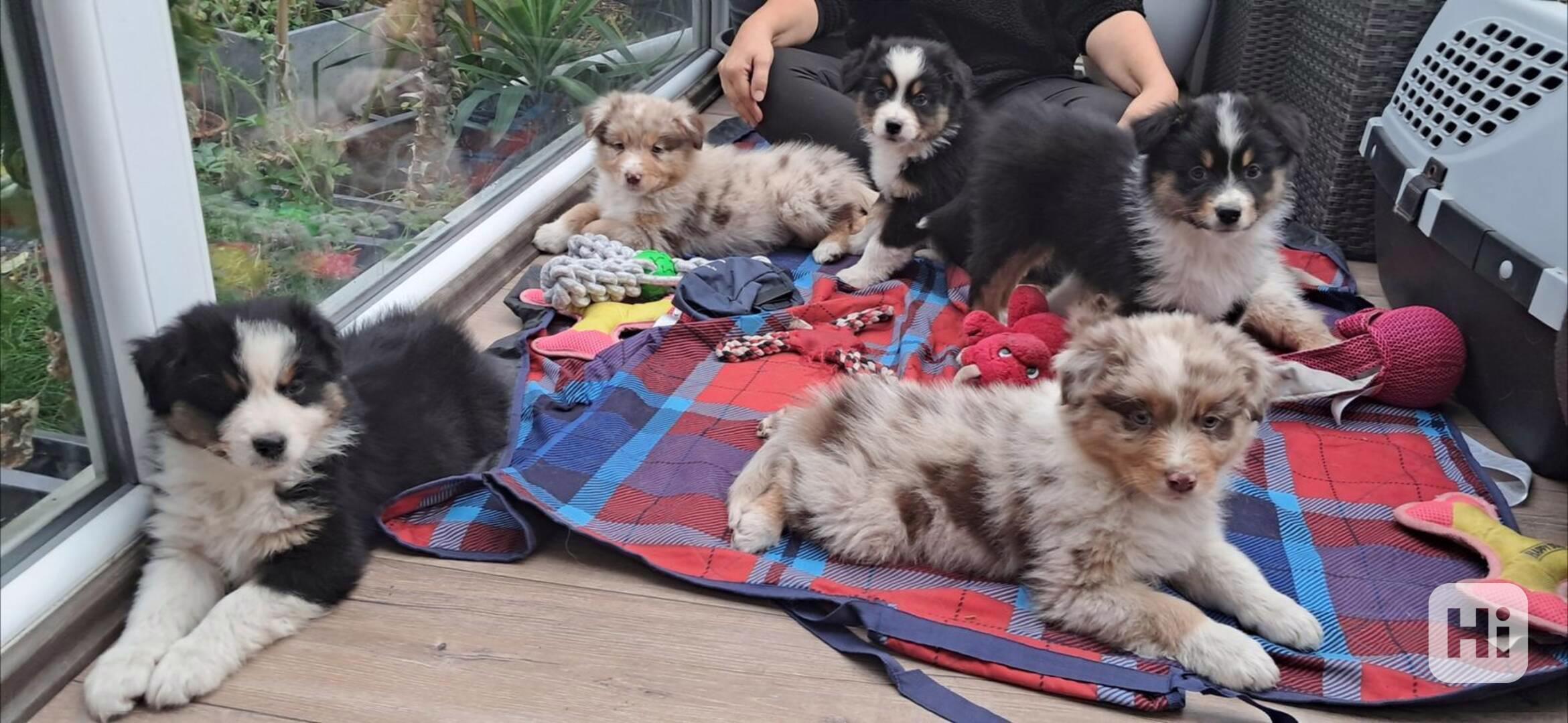 Rozkošná štěňata australského kulatého ovčáka k dispozici - foto 1