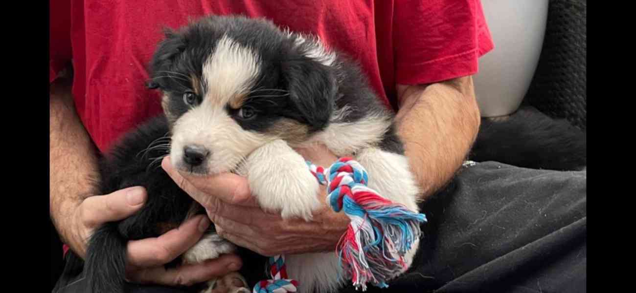 Rozkošná štěňata australského kulatého ovčáka k dispozici - foto 4