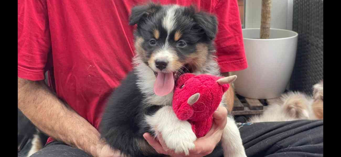 Rozkošná štěňata australského kulatého ovčáka k dispozici - foto 5