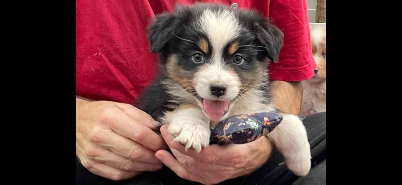 Rozkošná štěňata australského kulatého ovčáka k dispozici - foto 3