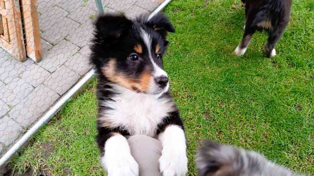 Rozkošná štěňata australského kulatého ovčáka k dispozici - foto 10