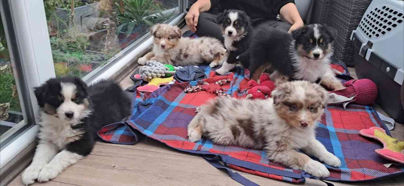 Rozkošná štěňata australského kulatého ovčáka k dispozici - foto 1