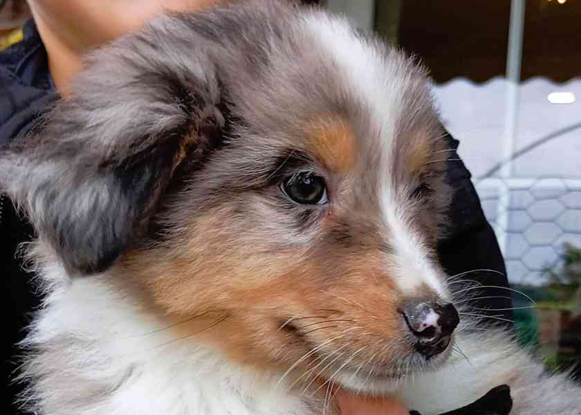 Rozkošná štěňata australského kulatého ovčáka k dispozici - foto 11