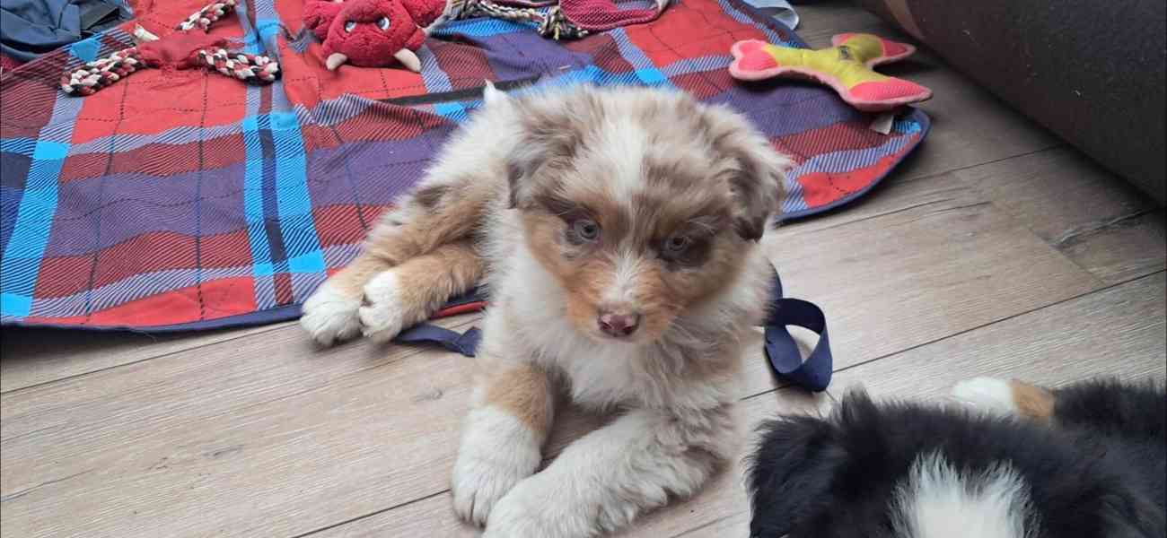 Rozkošná štěňata australského kulatého ovčáka k dispozici - foto 8