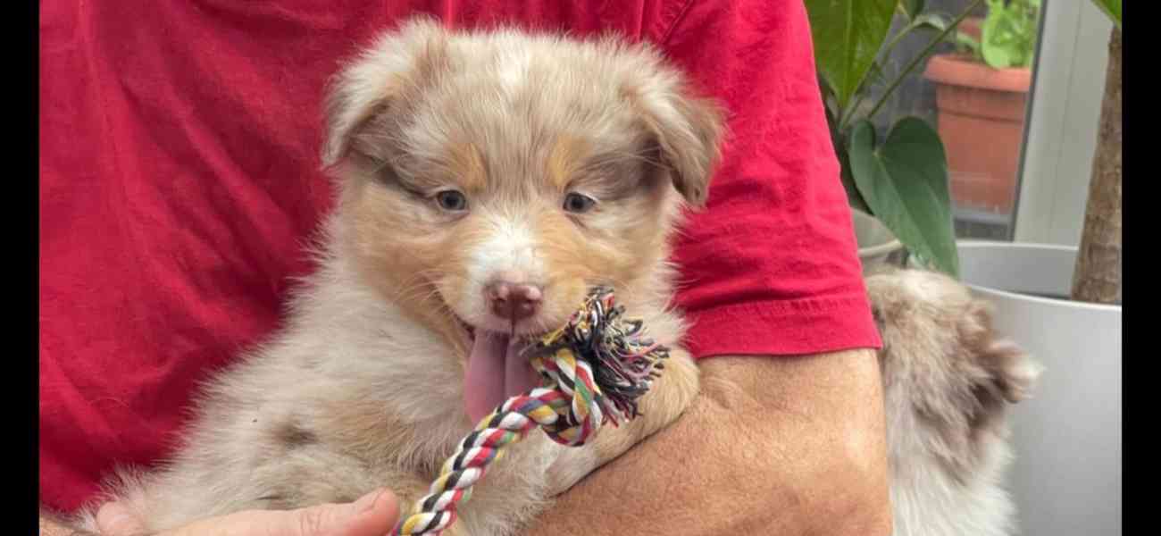 Rozkošná štěňata australského kulatého ovčáka k dispozici - foto 6