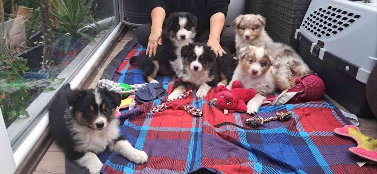 Rozkošná štěňata australského kulatého ovčáka k dispozici - foto 2