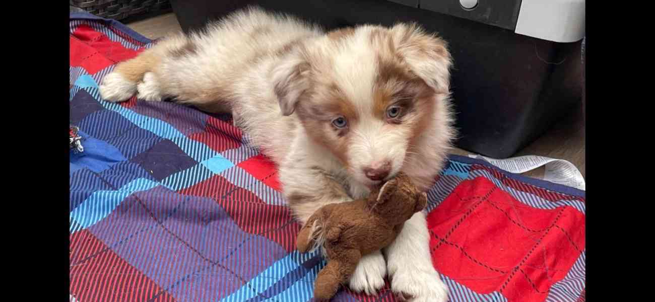 Rozkošná štěňata australského kulatého ovčáka k dispozici - foto 7