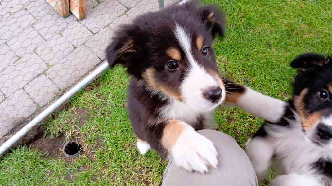 Rozkošná štěňata australského kulatého ovčáka k dispozici - foto 9