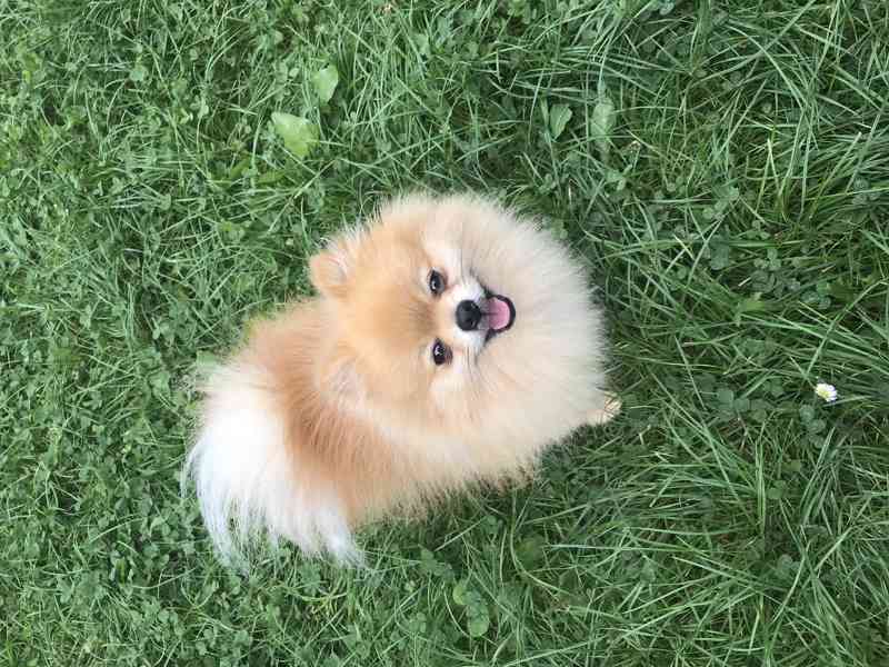 Teddy the pom - pes pomeranian ke krytí - foto 2