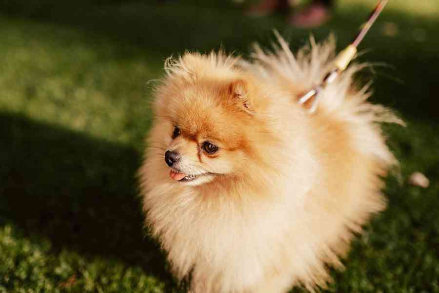 Teddy the pom - pes pomeranian ke krytí - foto 1