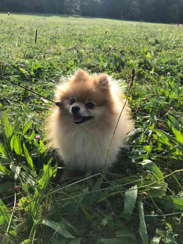 Teddy the pom - pes pomeranian ke krytí - foto 4