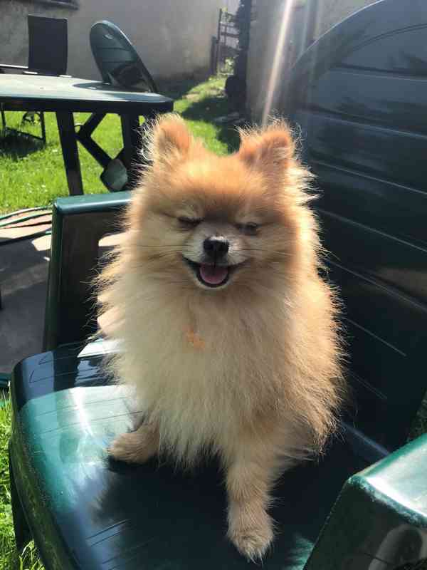 Teddy the pom - pes pomeranian ke krytí - foto 3