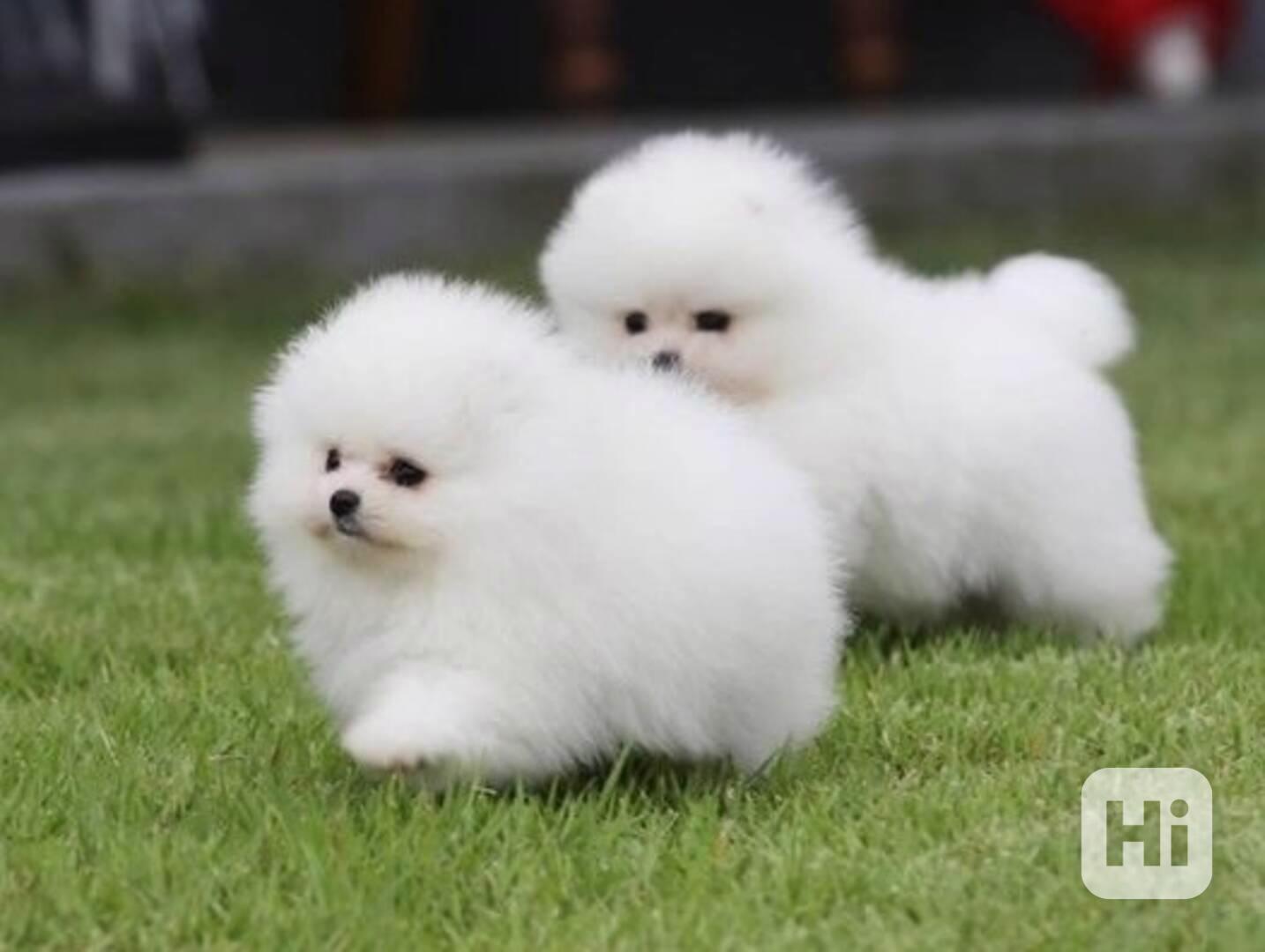 Rozkošná štěňata pomeraniana - foto 1