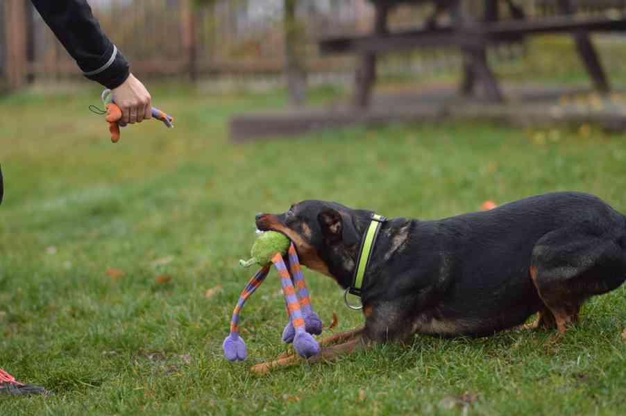 Baddy - mladý hodně aktivní kříženec - foto 5