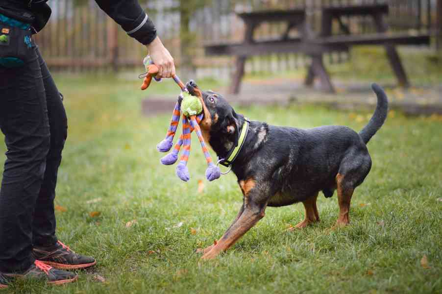 Baddy - mladý hodně aktivní kříženec - foto 4