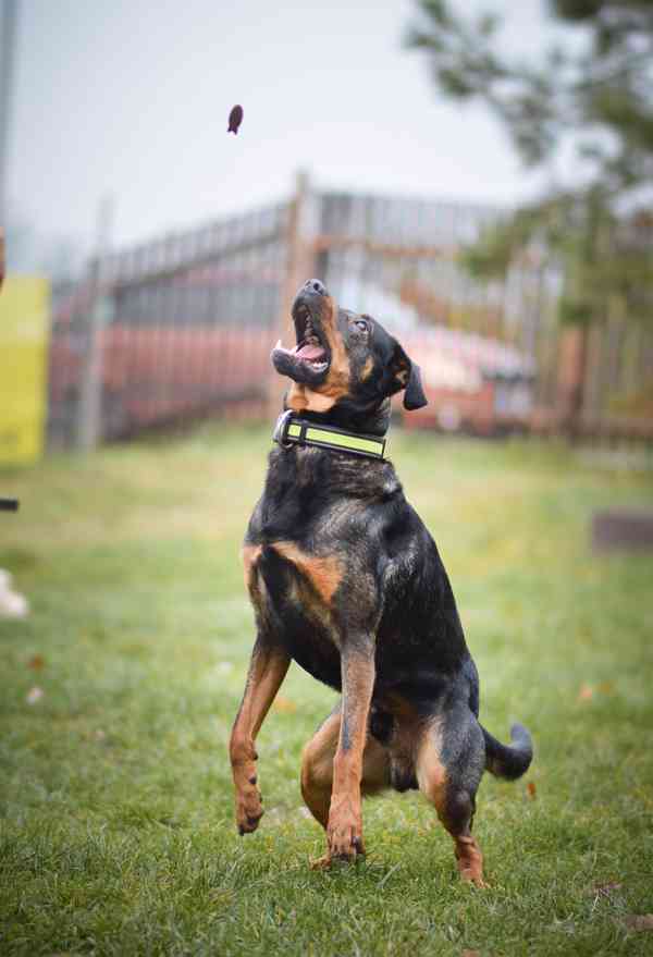Baddy - mladý hodně aktivní kříženec - foto 9